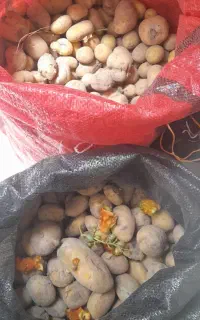 سیب زمینی حیوانی