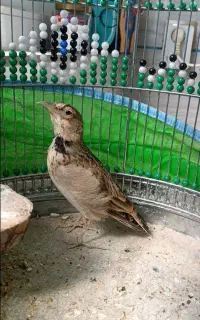 سره خاکی