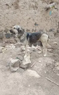 سگ دو ساله