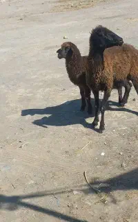 میش بردار بره نر