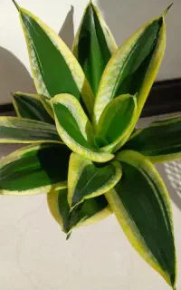 گل سانسوریا