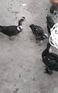 جوجه اردک اسرائیلی