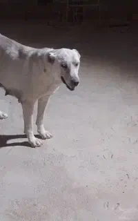سگ سرابی
