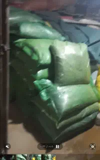 ذرت علوفه