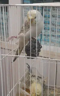 مرغ عشق پروانه‌ای دوگل