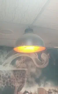لوسترکافه سیلوقهوه