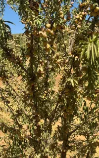نهال بادام دیرگل مناطق سردسیر