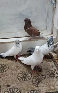 گفتر پرشی   تهرانی