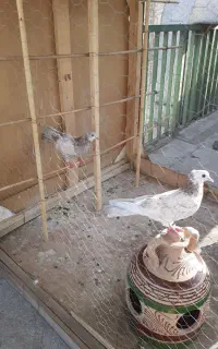 جوجه کفتر کاشان بوم ندیده  فوق پرشی