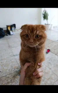 گربه ماده اسکاتیش دبل فولد