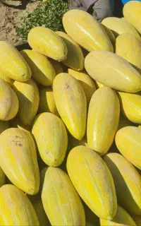 خربزه مشهدی