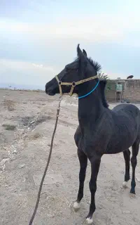 اسب