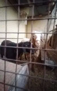 بره قوچ