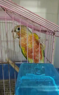 گرینچیک