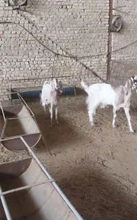 دو راس بز گوش بلند