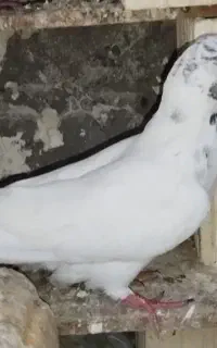 یه جفت کفتر