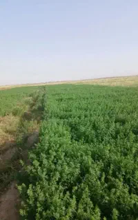 یونجه خشک