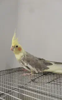 عزوس هلندی ماده رام