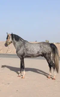 اسب نریون خالص ایرانی