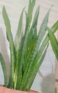 گل سانسوریا