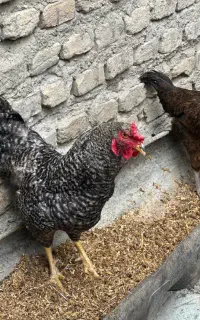 خروس