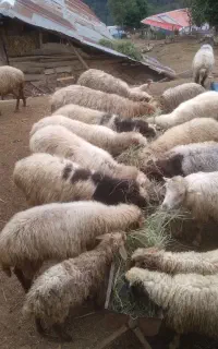 ۱۵رس گوسفند بفروش میرسند