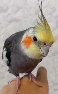 عروس هلندی نر