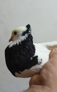 کبوتر طوقی کاکلی