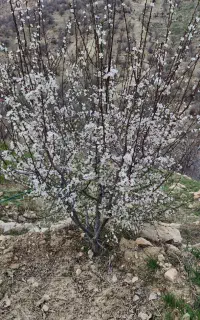 فروش باغ . نقد ومعاوضه ماشین .