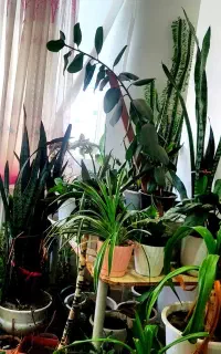 تعدادی گل