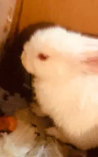 خرگوش لوپ ۲ هفته