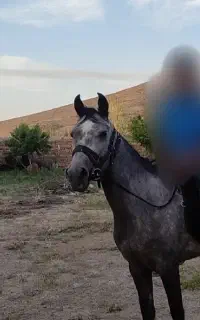 اسب مادیون