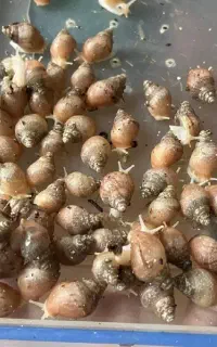 فروش جوجه حلزون آچاتینا