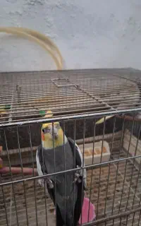 یک جفت طوطی عروس با تخم