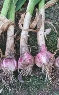 حبه کردن سیر