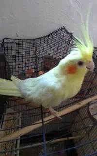 عروس هلندی ماده