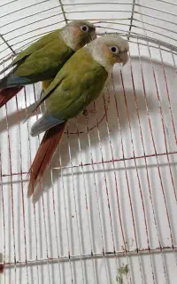 طوطی