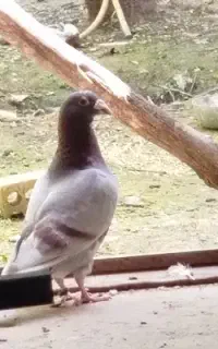 کبوتر نر فیلی
