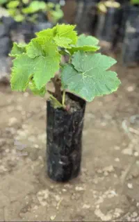 نهال انگور موندراب