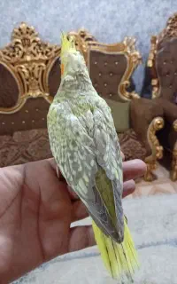 جوجه عروس هلندی مرواریدی