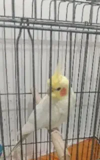 سلام یک عروس هلندی گم شده از یابنده تقاضا دارم