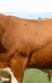 معاوضه گاو ۱۸ ماهه نر با گاو شیری
