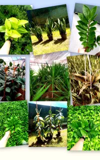فروش عمده انواع گیاه آپارتمانی ، زینتی و فضای سبز