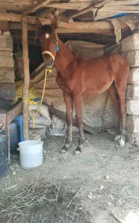 کره اسب ماده