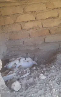توله سگ پا کوتاه معاوضه با خرگوش معمولی بالغ