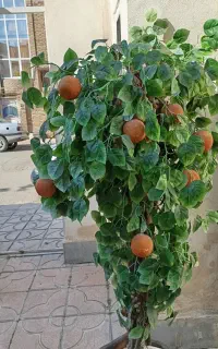 درختچه پرتقال دکوری و مصنوعی