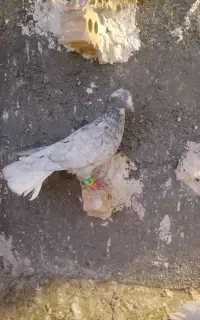 کفتر کبوتر