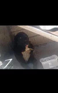خرسی