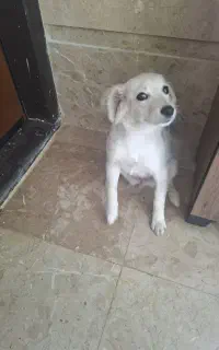 واگذاری سگ رایگان
