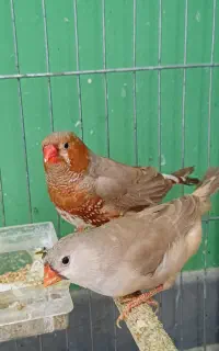 فنج کینگ